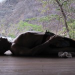 Rina-Yoga-Choosing-Inner-Peace-Retreat-400